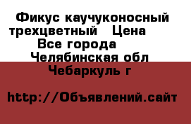 Фикус каучуконосный трехцветный › Цена ­ 500 - Все города  »    . Челябинская обл.,Чебаркуль г.